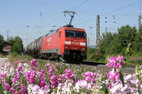 Bahn und Blüten I: 152 085 mit Platterbsen in Nordstemmen, 08.07.2010