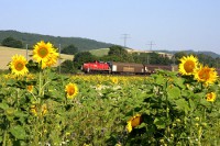 Bahn und Blüten III: 294 605 bei Godenau, 25.07.2012